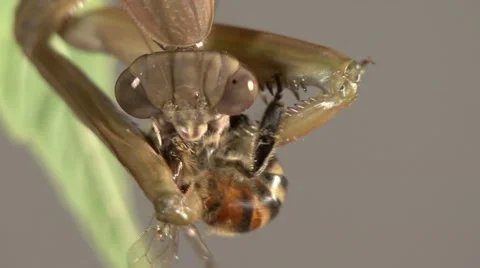 Praying Mantis Eating Bee Stockbeeldmateriaal 64800240