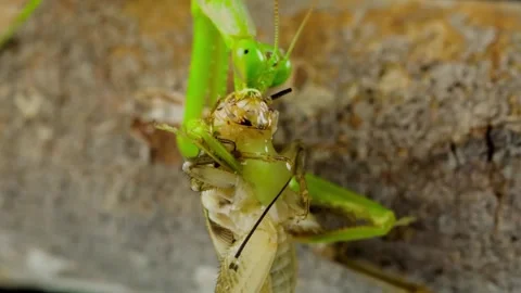 Praying Mantis Eating Cricket. Stock Footage 307264210