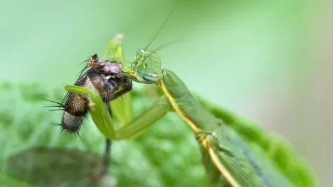 The praying mantis is eating a fly. Stock Footage 293749343