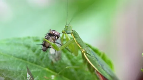 The praying mantis is eating a fly. Stock Footage 293749409