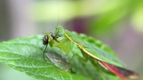 The praying mantis is eating a fly. Stock Footage 293749469