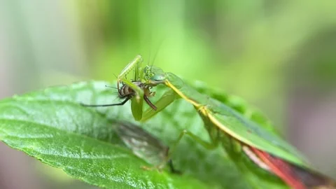 The praying mantis is eating a fly. Stock Footage 293749479