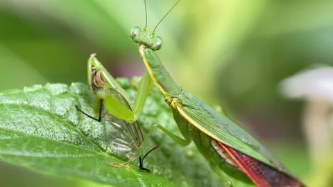 The praying mantis is eating a fly. Stock Footage 293749518