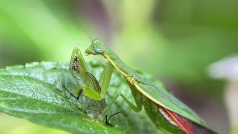 The praying mantis is eating a fly. Stock Footage 293749582