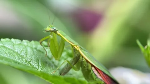 The praying mantis is eating a fly. Stock Footage 293749632