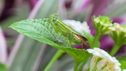 The praying mantis is eating a fly. Stock Footage 293749710