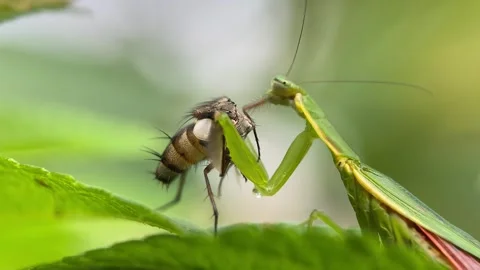 The praying mantis is eating a fly. Stock Footage 293749786