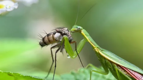 The praying mantis is eating a fly. Stock Footage 293749798