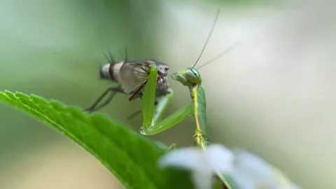 The praying mantis is eating a fly. Stock Footage 293749839