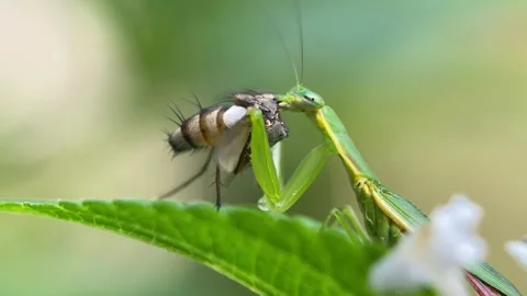 The praying mantis is eating a fly. Stock Footage 293749851
