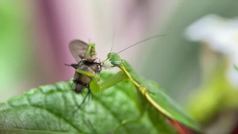 The praying mantis is eating a fly. Stock Footage 293749995