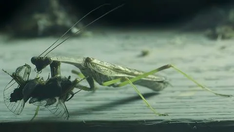 Praying Mantis eating fly 库存照片