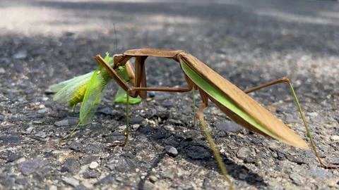 Praying mantis eating Vídeos de archivo 252446086
