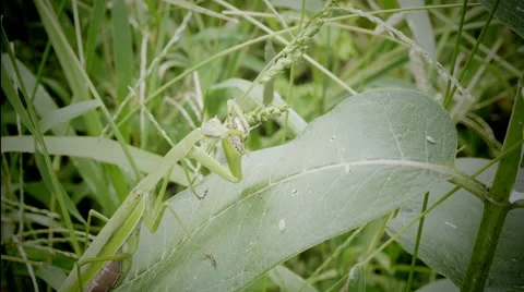 Praying mantis eating an insect Video stock 69058400