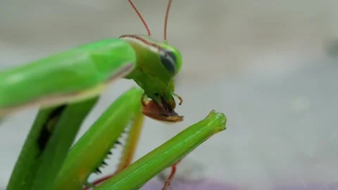 Praying mantis eating an insect Stock Footage 249483112