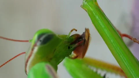 Praying mantis eating an insect vertical Stock Footage 256992173