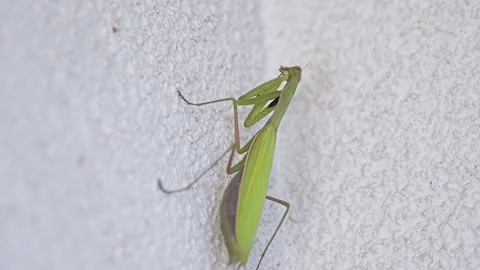Praying mantis eating small insect 스톡 동영상 285642570