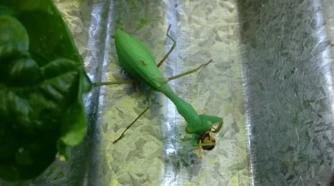 Praying Mantis eating a wasp Video stock 48753091