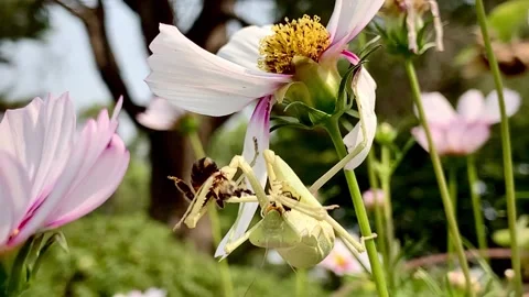 Praying Mantis eats bee Stock-Footage 138659562