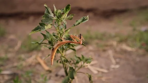 Praying mantis eats a fly. camouflage insects. praying mantis hunting. animal Stock Footage 141682558