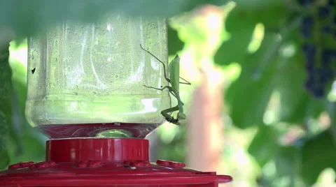 praying mantis eating hummingbird
