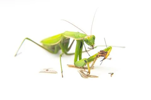 Praying mantis eats a grasshopper close-up on a white background. Hunting in  Stock Photos