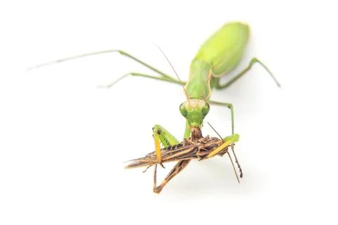 Praying mantis eats a grasshopper close-up on a white background. Hunting i.. Stock Photos