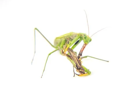 Praying mantis eats a grasshopper close-up on a white background. Hunting i.. Stock Photos