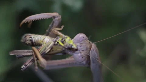 Praying Mantis eats a grasshopper Stock Footage 1001104