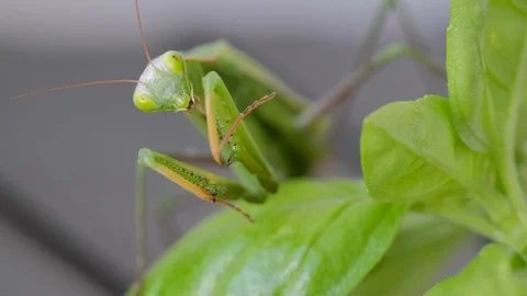 Praying Mantis eats prey Stock Footage 114616495