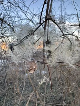 Praying Mantis Egg Case Among Clematis Seedheads at Dusk Stock-Fotos