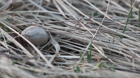 Praying Mantis Egg Case Hidden in Dry Meadow Grass  (3) Stock Footage 337959400