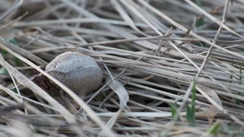 Praying Mantis Egg Case Hidden in Dry Meadow Grass  (1) Stock Footage 337959419