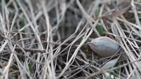Praying Mantis Egg Case Hidden in Dry Meadow Grass  (2) Stock Footage 337959421