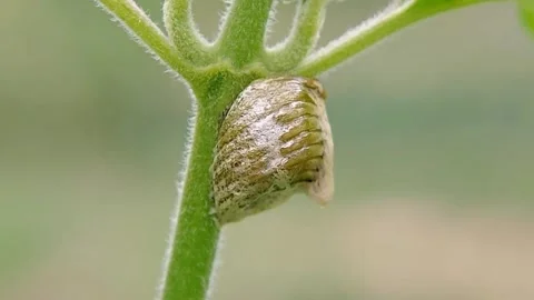 Praying Mantis Egg Case Ootheca on Green Stem Macro Close-up Steady FHD Shot Video stock 321067566