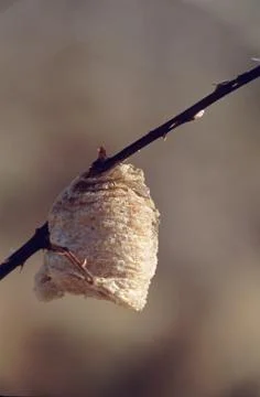 Praying mantis egg case Fotos Stock