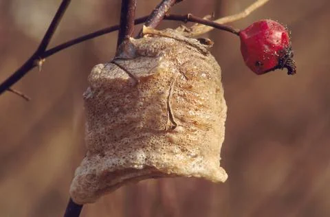 Praying mantis egg case Stock Photos