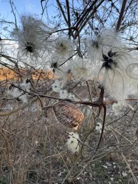 Praying Mantis Egg Case on Twig with Fluffy Clematis Seedheads Stock Photos