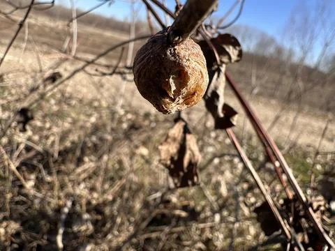 Praying Mantis Egg Case in the Wild Stock Photos