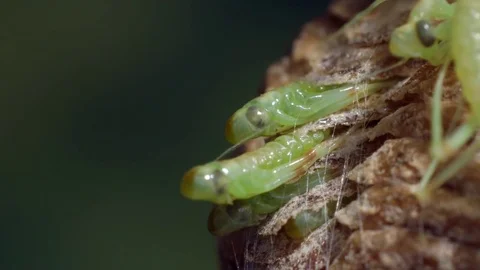Praying Mantis Egg Hatching Close Up Video stock 84647539