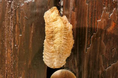 Praying Mantis Egg Sac. Stock Photos