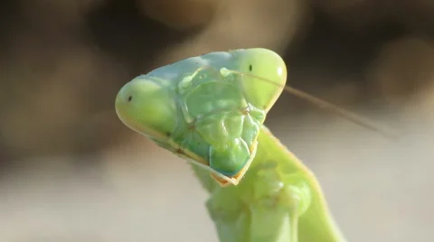 Praying Mantis Extreme Close-Up HD Stock Footage 55277566
