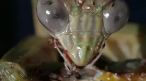 Praying Mantis Extreme Closeup 1920x1080 Stock Footage