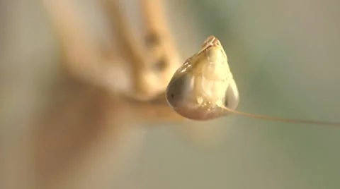 Praying Mantis Face Extreme Close Up Video stock 8555852