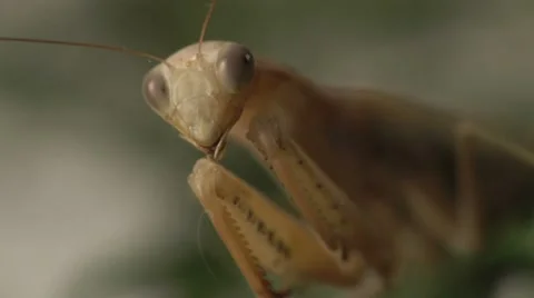 Praying Mantis Face Macro Close Up Video stock 8555912