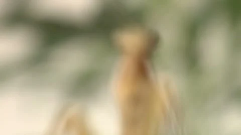 Praying Mantis Face Rack Focus Macro Close Up Stock Footage 8556157