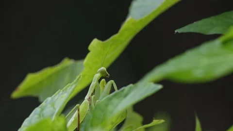 Praying Mantis Facing Camera With Eye Movements. Stock Footage 214129551