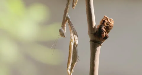 Praying mantis facing down with dew drops Stock Footage 339014240