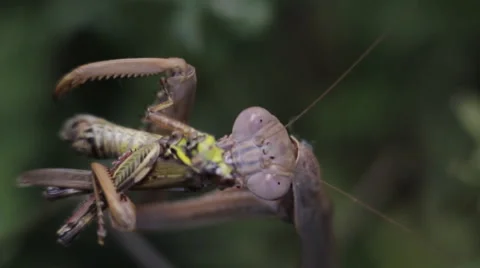 Praying Mantis feeding on grasshopper Vidéo 1001105