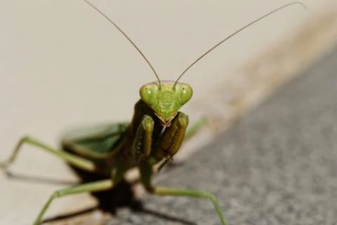 Praying Mantis on the floor Stock Photos